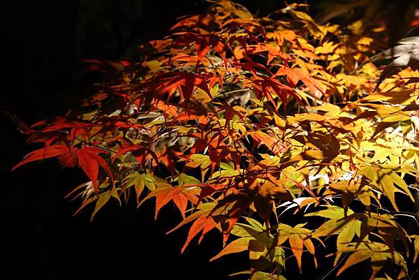 永觀堂2.JPG 永觀堂2.JPG