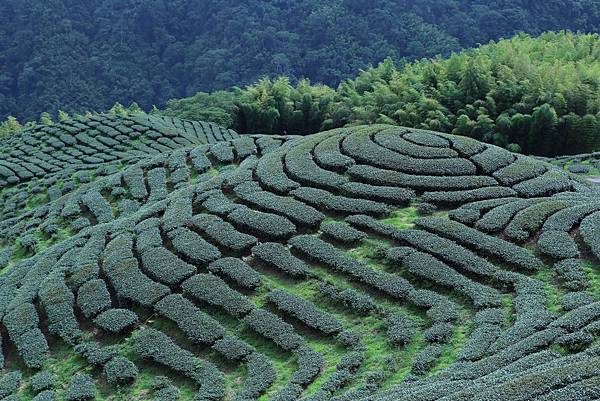 八卦茶園8.JPG 八卦茶園8.JPG