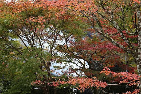 宇治興盛寺12.JPG