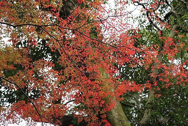 宇治興盛寺61a.JPG