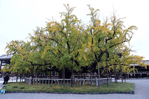 西本願寺銀杏.JPG