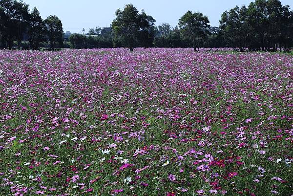 竹北新豐花海14.JPG