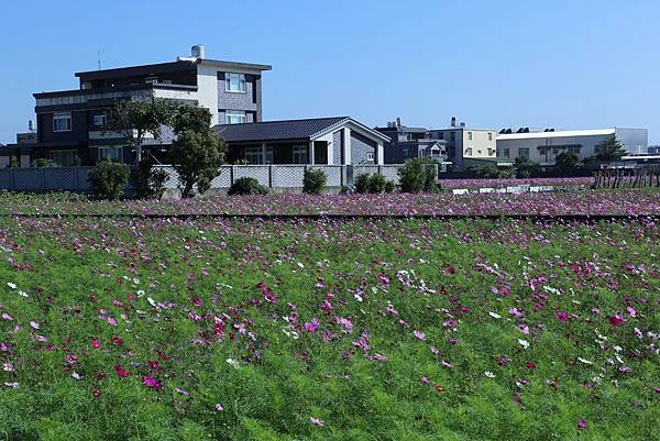 竹北新豐花海16.JPG