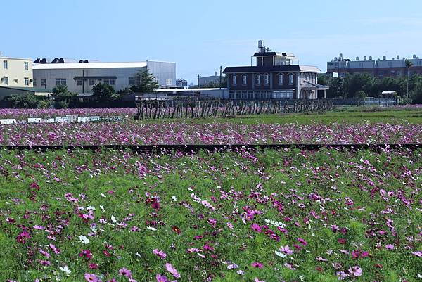 竹北新豐花海17.JPG