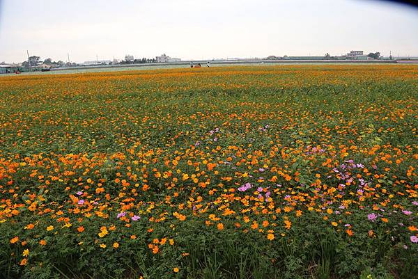 雲林花海節.JPG