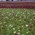 雲林花海節5.JPG