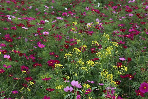 雲林花海節10.JPG