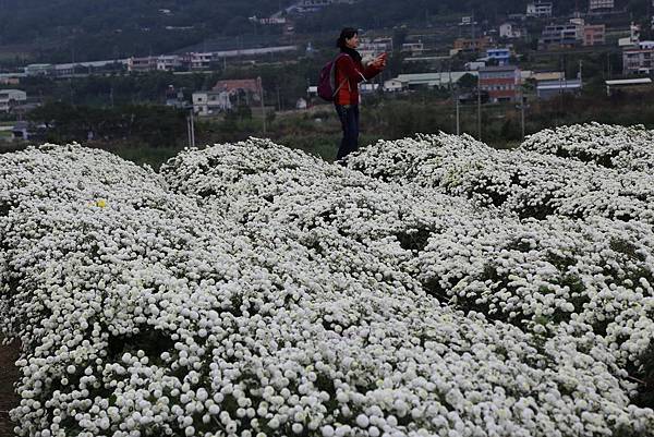 桐鑼杭菊25.JPG