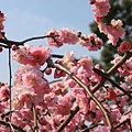 犬山針綱神社梅2.JPG