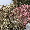 犬山針綱神社梅1.JPG