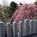 犬山針綱神社梅.JPG