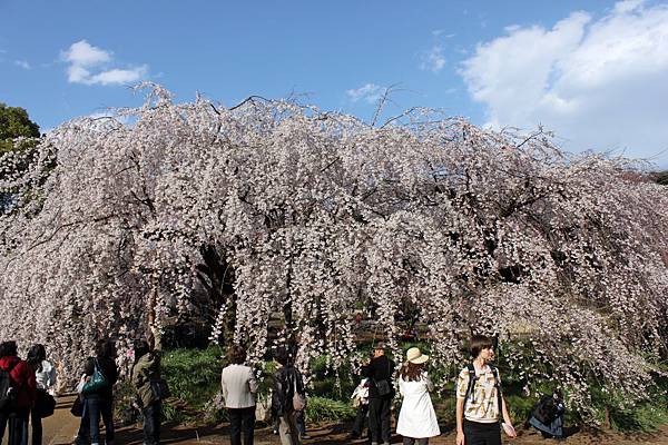 新宿御苑11.JPG