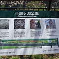 千鳥淵公園7.JPG