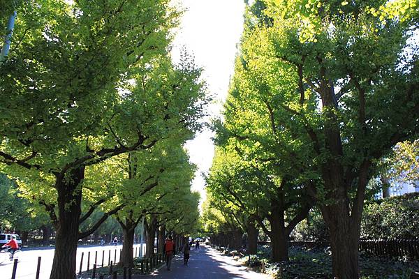 東京銀杏38.JPG