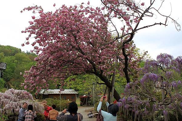 足利花園4.JPG