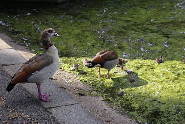 海德公園29.JPG