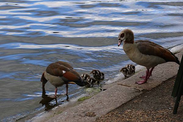 海德公園27.JPG