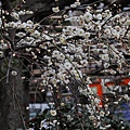 神田神社26.JPG