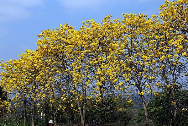 巨埔黃花10.JPG