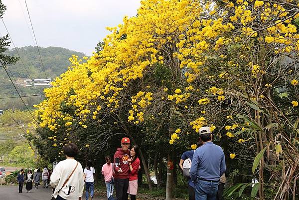 巨埔黃花26.JPG