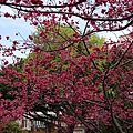 莒光公園賞櫻18.JPG