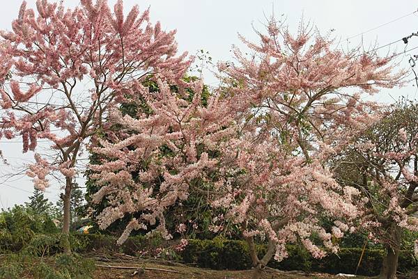 竹崎公園20.JPG