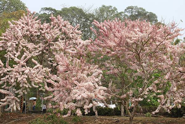 竹崎公園26.JPG