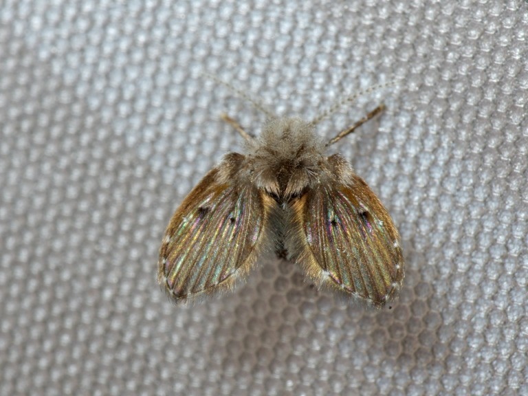 白斑蛾蚋（Telmatoscopus albipunctatus），或称白斑大蛾蝇。 蛾蚋在分类上属于双翅目蛾蚋科，蛾蚋亚科（Psychodinae）。