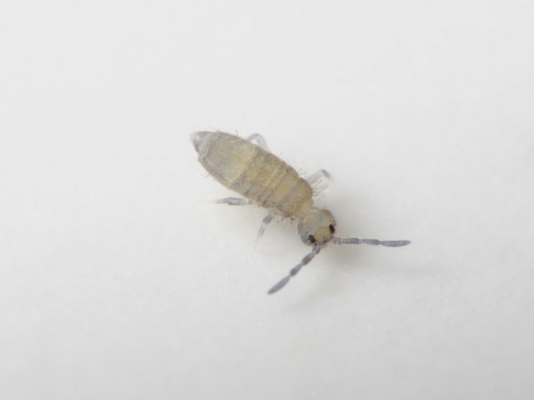 一种出现在浴室里的跳虫。 「跳虫」泛指弹尾纲的动物。