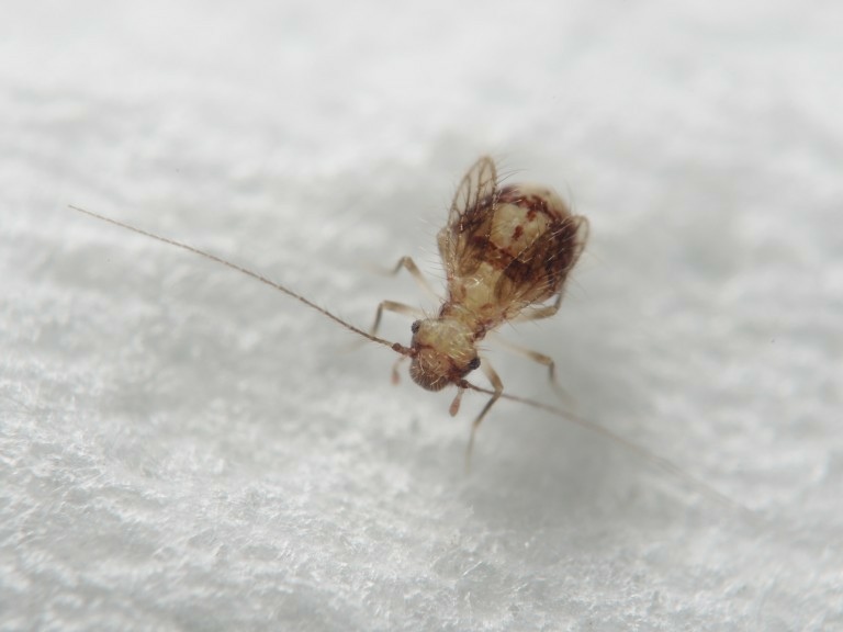 拟窃啮虫（Psocathropos sp.），体长约1～2公厘，分类上属于啮虱目，拟窃啮虫属。