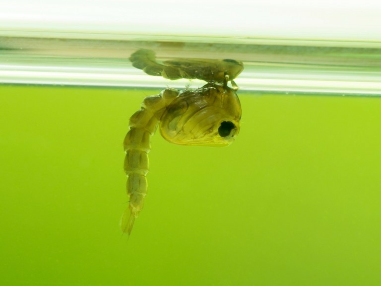 10 种一直在你身边的昆虫室友，你认得吗？ 白线斑蚊、埃及斑蚊，这不是外星人，它是白线斑蚊（Aedes albopictus）的蛹，室内外的积水容器里都很常见。 我们所称的「蚊子」，一般指的是双翅目蚊科底下的种类。