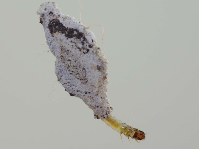 衣蛾（Phereoeca uterella）的幼虫，衣橱或书桌的夹层里其实常有发现它们的机会。 一般我们所称的「衣蛾」英文称作Clothes moth，为蕈蛾科中数种居家环境常见蛾类的统称。