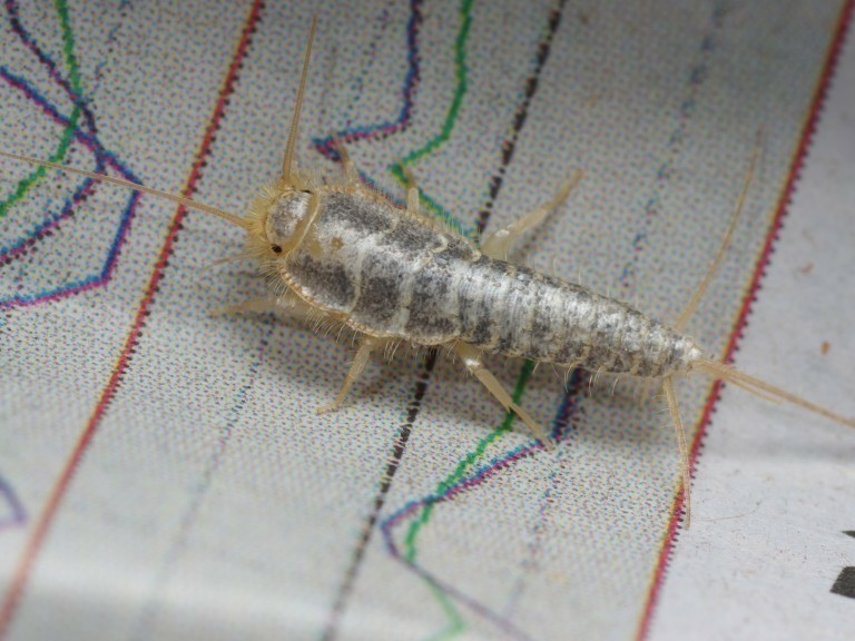 报纸堆中发现的毛衣鱼（Thermobia domestica），一种常见的衣鱼。 俗称的「衣鱼」，在分类上指的是缨尾目的昆虫，体型只有约1~3公分长。