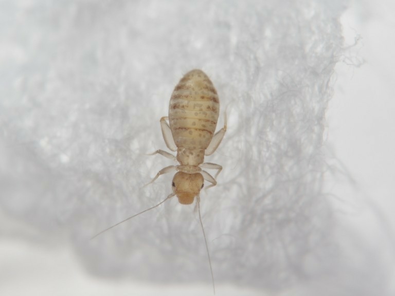 书虱（Liposcelis sp.），它的体长只有约1~1.3公厘。 书虱在分类上属于「啮虱目」（此目由过去的「啮虫目」与「食毛目」、「虱目」所合并），书虱属。