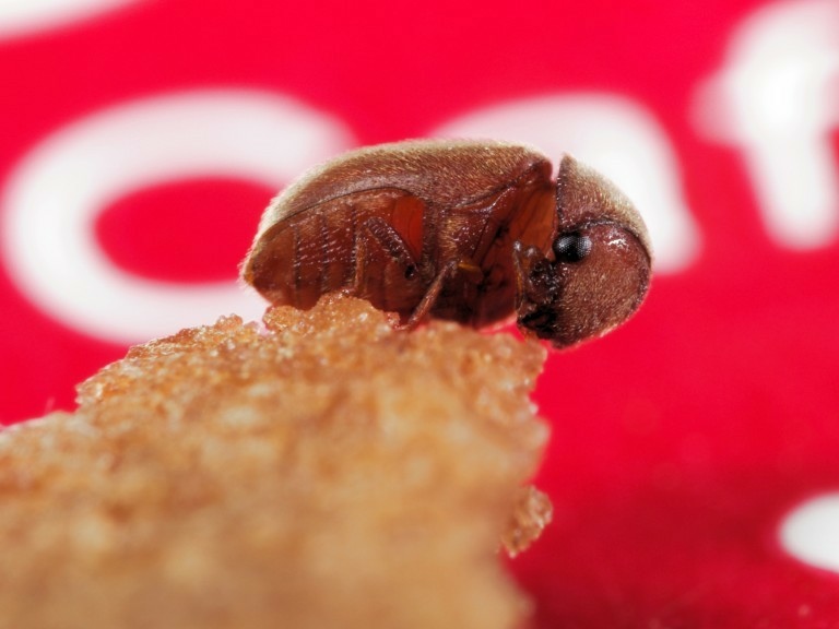 菸甲蟲（Lasioderma serricorne），體長約3~4公釐。