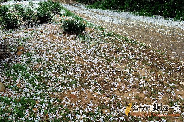 2014-4 銅鑼自行車道油桐花 (1)