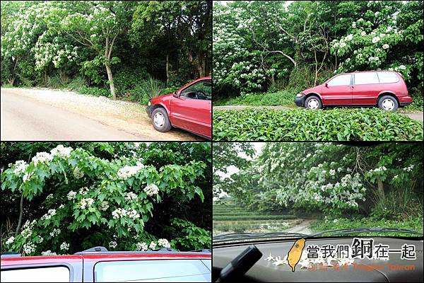 2014-4 銅鑼自行車道油桐花 (11)