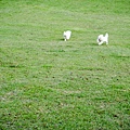 DSC06575.jpg