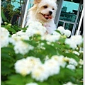 DSC_0041拷貝.jpg