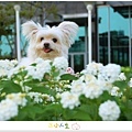 DSC_0030拷貝.jpg