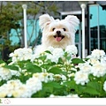 DSC_0033拷貝.jpg