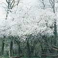 Cherry Plum 櫻桃李.JPG