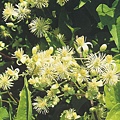 Clematis 鐵線蓮.JPG