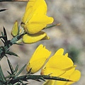 Gorse 荊豆(2).JPG