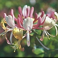 Honeysuckle 忍冬.JPG