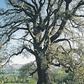 Oak 橡樹.JPG