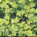 Scleranthus 繡球花(史開蘭)(硬花草).JPG