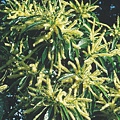 Sweet Chestnut  甜栗.JPG