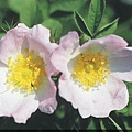 Wild Rose 野玫瑰.JPG