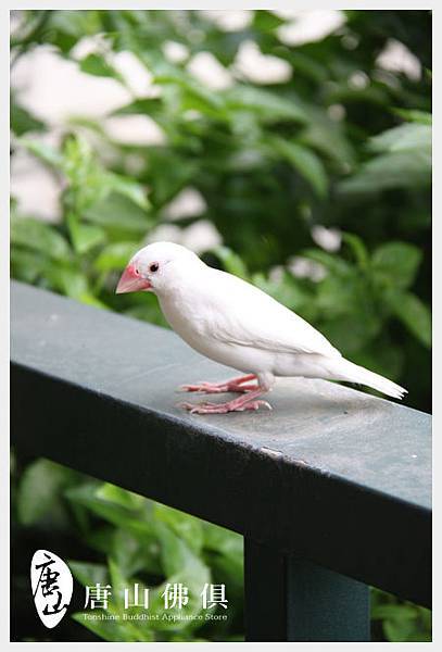 白文鳥的夏日造訪